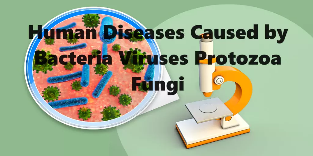 human diseases caused by bacteria viruses protozoa fungi